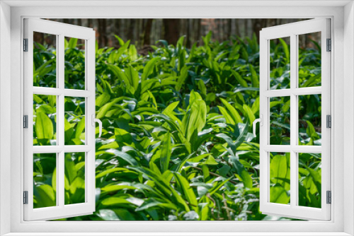Fototapeta Naklejka Na Ścianę Okno 3D - fresh spring vegetation