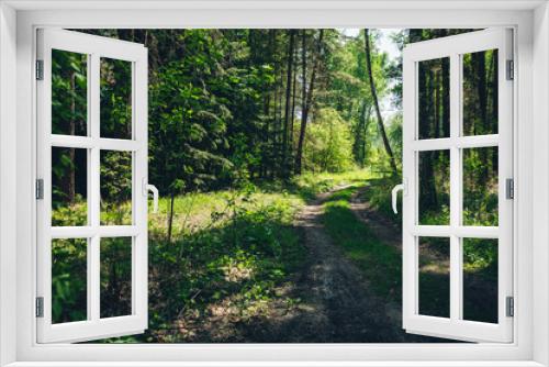Fototapeta Naklejka Na Ścianę Okno 3D - Thickets in dense forest. Scenic sunny view with contrasts of forest. Beautiful woody landscape surrounded by many trees and lush vegetation in sunlight. Atmospheric forest scenery with rich flora.