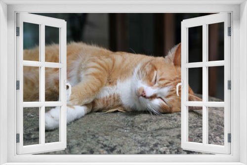 Fototapeta Naklejka Na Ścianę Okno 3D - Orange cat lay down and sleep on a stone. Thai cat so lovely.
