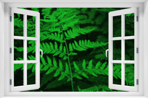 Fototapeta Naklejka Na Ścianę Okno 3D - fern leaves in the forest, natural background