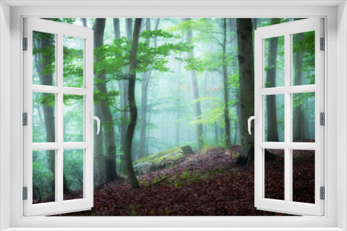 Fototapeta Naklejka Na Ścianę Okno 3D - Foggy morning in green forest