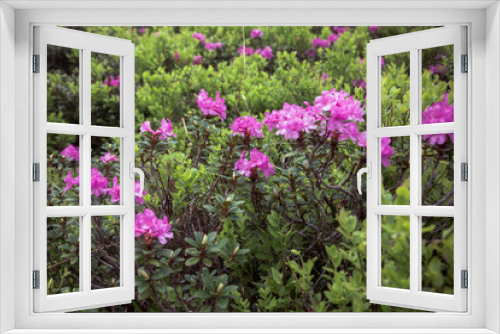 Fototapeta Naklejka Na Ścianę Okno 3D - Beautiful summer landscapes in Carpatian mountains, many flowers, rhododendrons. Carpathians, Marmaroshchyna, Maramures, Ukraine