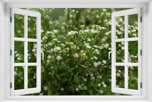 Fototapeta Naklejka Na Ścianę Okno 3D - the beautiful flowers 