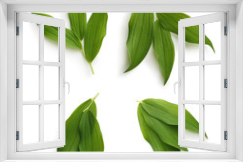 Fototapeta Naklejka Na Ścianę Okno 3D - Green leaves isolated