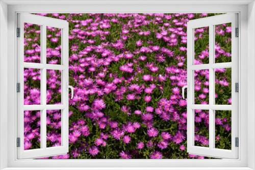 Fototapeta Naklejka Na Ścianę Okno 3D - pink blooming ice plant in sunlight close up