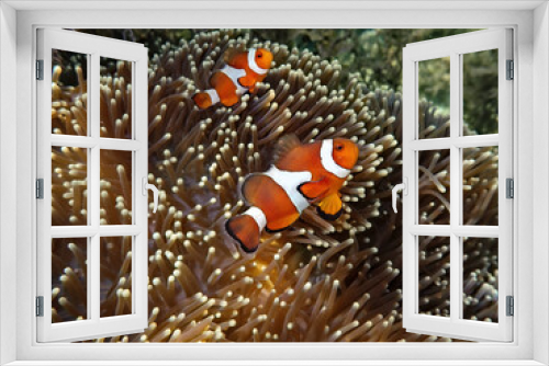 Fototapeta Naklejka Na Ścianę Okno 3D - Clownfish on an sea anemone