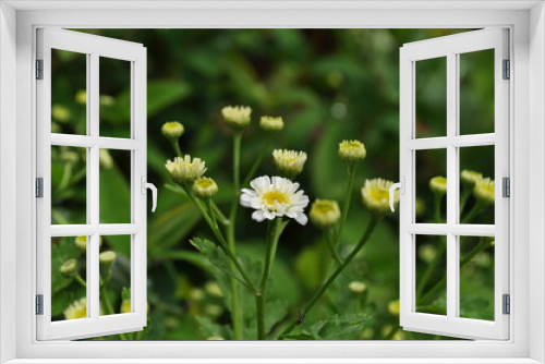 Fototapeta Naklejka Na Ścianę Okno 3D - Kwiaty polne