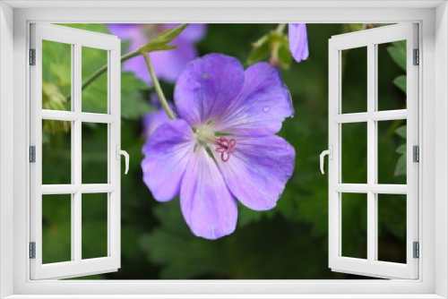Fototapeta Naklejka Na Ścianę Okno 3D - Der Sommertraum aus Blüten