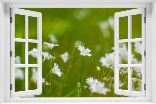 Fototapeta Naklejka Na Ścianę Okno 3D - forest chamomile, white wildflowers in the meadow, seasonal flowers on the background of green grass close-up