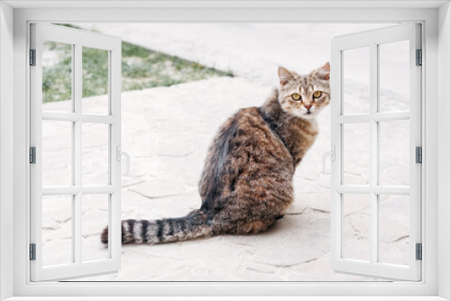 Fototapeta Naklejka Na Ścianę Okno 3D - A beautiful domestic cat is sitting in the yard and looking back at the camera.
