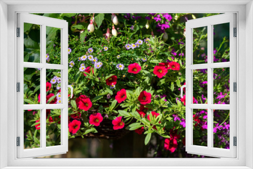 Fototapeta Naklejka Na Ścianę Okno 3D - Buckinghamshire, England, UK. 2020. Hanging basket in an English country garden . Calibrachoa, red, Brachyscome, Lobelia, plants, flowering, blooms, blooming,