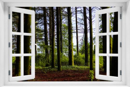 Fototapeta Naklejka Na Ścianę Okno 3D - Maravilhosa paisagem de floresta na Europa com pinheiros e samambaias e fleches de luz e sombra. Floresta Portuguesa no interior de Viseu  no verão.