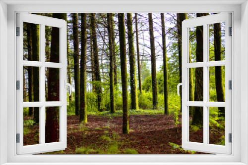Fototapeta Naklejka Na Ścianę Okno 3D - Maravilhosa paisagem de floresta na Europa com pinheiros e samambaias e fleches de luz e sombra. Floresta Portuguesa no interior de Viseu  no verão.