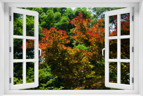 Fototapeta Naklejka Na Ścianę Okno 3D - Colorful leaves outdoors