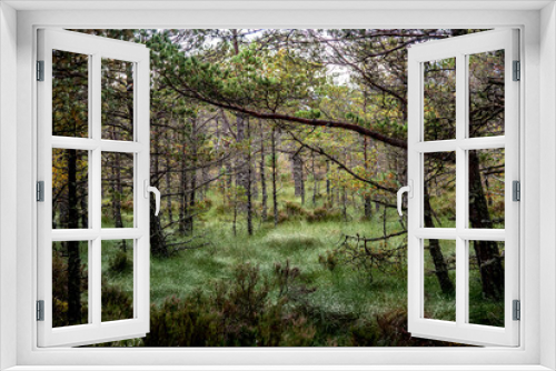 Fototapeta Naklejka Na Ścianę Okno 3D - Märchenwald in Schottland