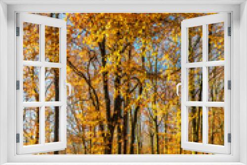 Fototapeta Naklejka Na Ścianę Okno 3D - Sunny Golden Forest of Beech Trees in Autumn