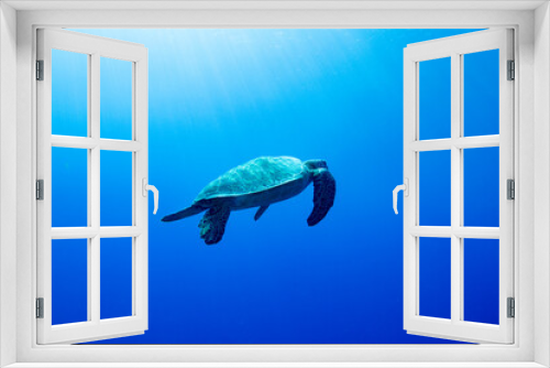 Fototapeta Naklejka Na Ścianę Okno 3D - green sea turtle