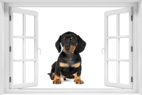 Fototapeta Naklejka Na Ścianę Okno 3D - Portrait of a black and tan dachshund pup sitting isolated on a white background