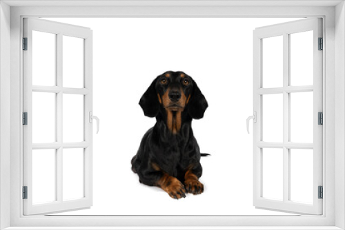 Fototapeta Naklejka Na Ścianę Okno 3D - Portrait of a black and tan dachshund dog lying isolated on a white background