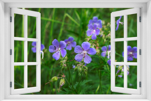 Fototapeta Naklejka Na Ścianę Okno 3D - Beautiful forest flower Geranium pratense, the meadow crane's-bill, meadow geranium