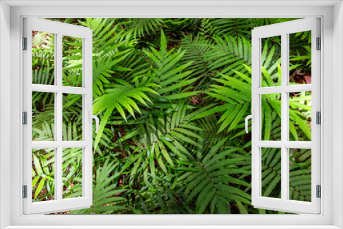 Fototapeta Naklejka Na Ścianę Okno 3D - Green fern leaves in a forest, top view photo. Fern leaf texture in natural environment. Leaf meadow in sunlight.