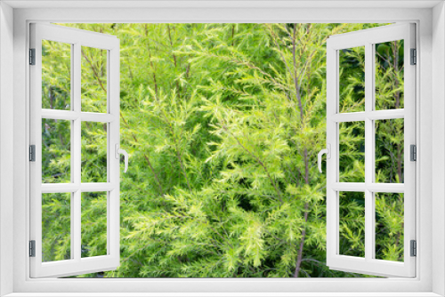 Fototapeta Naklejka Na Ścianę Okno 3D - Beautiful green leaves plant in resort garden