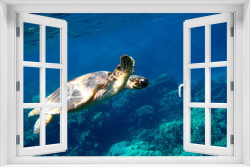 Fototapeta Naklejka Na Ścianę Okno 3D - Sea turtles. Great Reef Turtle Bissa.
