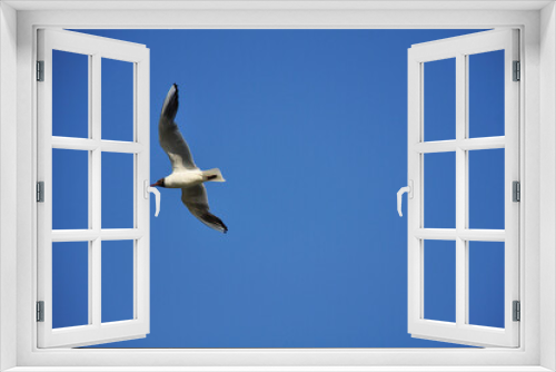 Fototapeta Naklejka Na Ścianę Okno 3D - Seagull against the blue sky. Birds, animals, nature