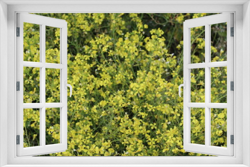 Fototapeta Naklejka Na Ścianę Okno 3D - green moss background