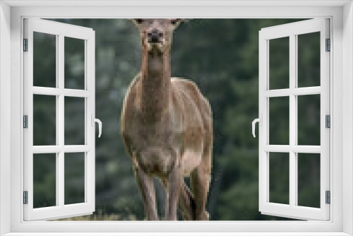 Fototapeta Naklejka Na Ścianę Okno 3D - Red Deer (Cervus elaphus), meeting in the clearing near the forest