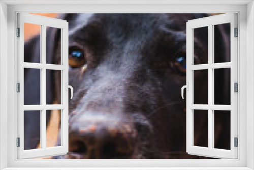 Fototapeta Naklejka Na Ścianę Okno 3D - black labrador puppy