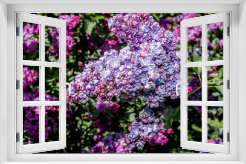 Fototapeta Naklejka Na Ścianę Okno 3D - Common Lilac (Syringa vulgaris) in park, Central Russia