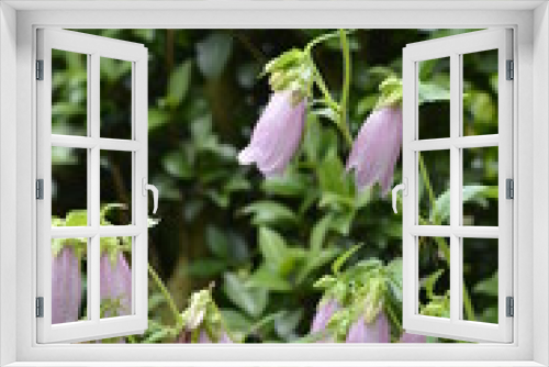 Fototapeta Naklejka Na Ścianę Okno 3D - 季節の花。涼しげなホタルブクロ。ピンクの花、薄紫。可憐。花、家庭園芸、ガーデニングイメージ素材