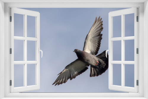 Fototapeta Naklejka Na Ścianę Okno 3D - Pigeon flying on the blue sky. Rock dove or common pigeon (Columba livia).