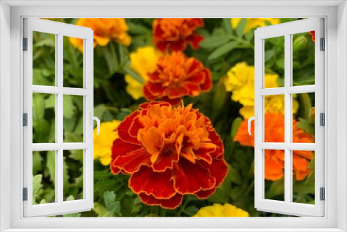 Fototapeta Naklejka Na Ścianę Okno 3D - Many marigold varieties are arranged in orange, yellow, green petioles.