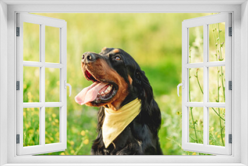 Fototapeta Naklejka Na Ścianę Okno 3D - Cute scottish setter in summer nature