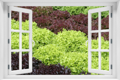 Fototapeta Naklejka Na Ścianę Okno 3D - lettuce rows in a kitchen garden