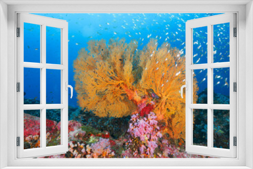 Fototapeta Naklejka Na Ścianę Okno 3D - Knotted fan coral in the tropical sea