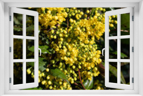 Fototapeta Naklejka Na Ścianę Okno 3D - yellow flowers on a green background, Blooming Mahonia aquifolium