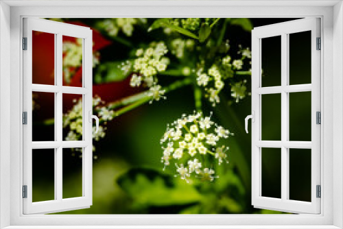 Fototapeta Naklejka Na Ścianę Okno 3D - vegetable flowers