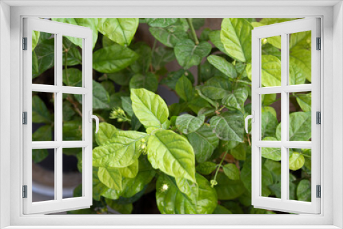 Fototapeta Naklejka Na Ścianę Okno 3D - fresh Indore jasmine plant leaves in pot