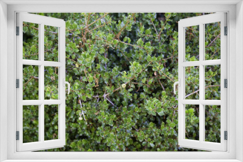 Fototapeta Naklejka Na Ścianę Okno 3D - Holly tree leaves