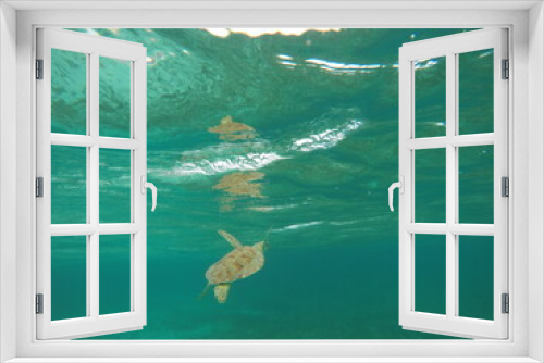 Fototapeta Naklejka Na Ścianę Okno 3D - Diving with sea turtles in the Caribbean 