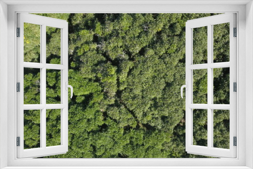 Fototapeta Naklejka Na Ścianę Okno 3D - moss on tree bark