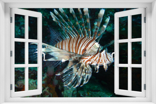 Fototapeta Naklejka Na Ścianę Okno 3D - Red Lionfish (Firefish) in full view