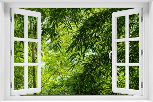 Fototapeta Naklejka Na Ścianę Okno 3D - 新鮮で生き生きした竹林に吹き抜ける風