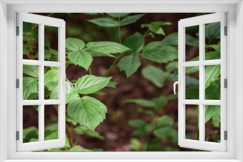 Fototapeta Naklejka Na Ścianę Okno 3D - Green leaves of growing tree blossomed in the garden.