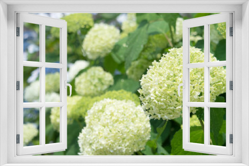 Fototapeta Naklejka Na Ścianę Okno 3D - 白いアジサイの花
