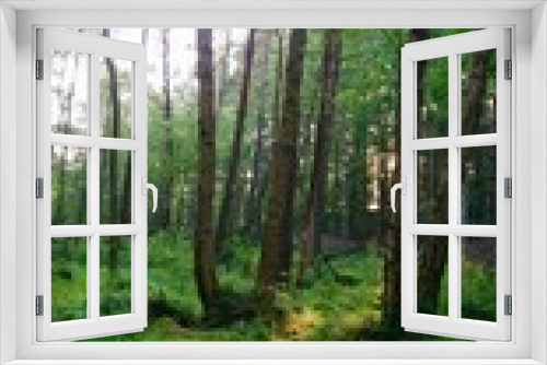 Fototapeta Naklejka Na Ścianę Okno 3D - Trójmiejski Park Krajobrazowy