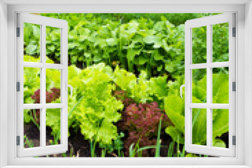 Fototapeta Naklejka Na Ścianę Okno 3D - Vegetable box in the home garden. Ecology and homegrowing concept